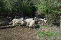 Kreta2007-0113 Deze schapen zijn hun paaslot ontlopen ;-)