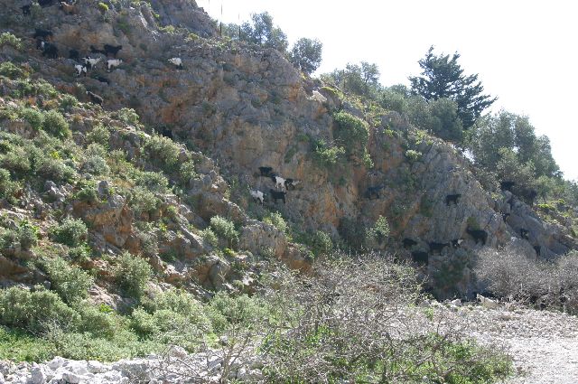 Kreta2007-0420 Ondertussen een vertrouwd beeld: geiten