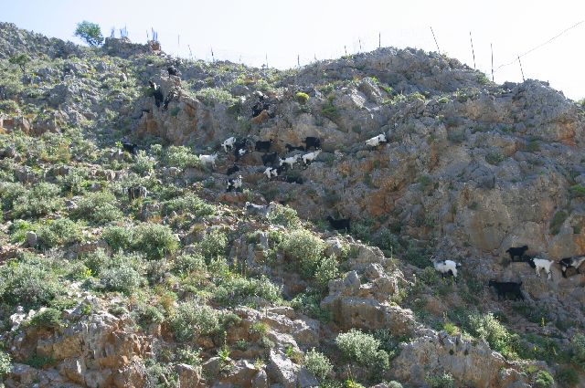 Kreta2007-0421 
