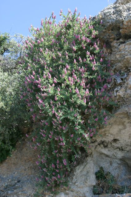 Kreta2007-0428 