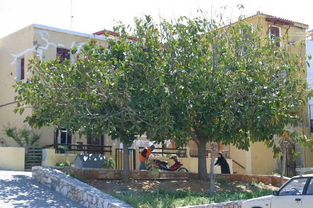 Kreta2007-0514 Ficussen