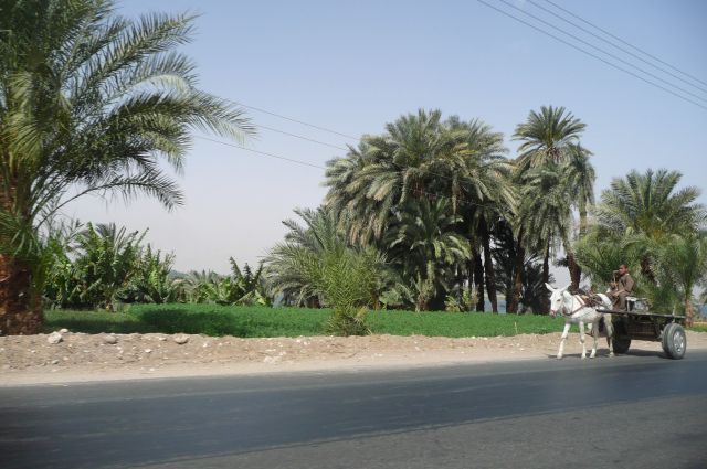 Egypte2010-546 